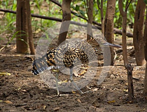 Closeup portrait of colorful Tiger Heron Tigrisoma mexicanum walking and hunting for prey, Bolivia