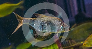 Closeup portrait of a common bream swimming in the water, shiny silver fish, popular pet in aquaculture