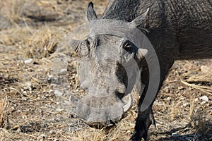 Closeup portrait of common gray warthog with big broken tusks standing in the grass in African savanna. Namibia