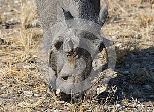 Closeup portrait of common gray warthog with big broken tusks standing in the grass in African savanna. Namibia