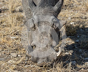 Closeup portrait of common gray warthog with big broken tusks standing in the grass in African savanna. Namibia