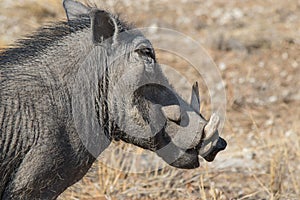 Closeup portrait of common gray warthog with big broken tusks standing in the grass in African savanna. Namibia