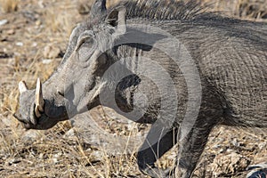 Closeup portrait of common gray warthog with big broken tusks standing in the grass in African savanna. Namibia