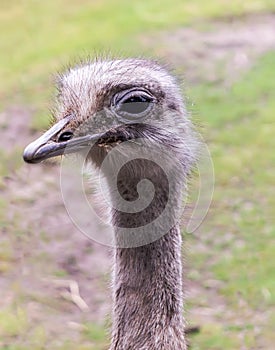 Closeup portrait of common ostrich Struthio camelus