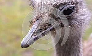 Closeup portrait of common ostrich Struthio camelus
