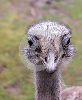 Closeup portrait of common ostrich Struthio camelus