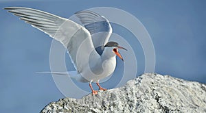 Closeup Portrait of Common Tern (Sterna hirundo)