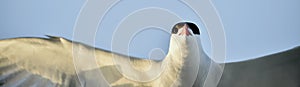 Closeup Portrait of Common Tern (Sterna hirundo). Adult common tern