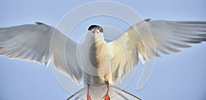 Closeup Portrait of Common Tern (Sterna hirundo). Adult common tern