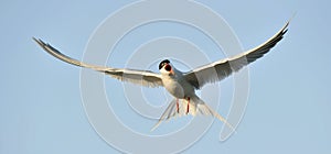 Closeup Portrait of Common Tern (Sterna hirundo). Adult common tern