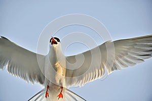 Closeup Portrait of Common Tern (Sterna hirundo). Adult common tern