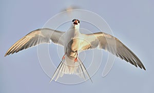 Closeup Portrait of Common Tern (Sterna hirundo) in flight.