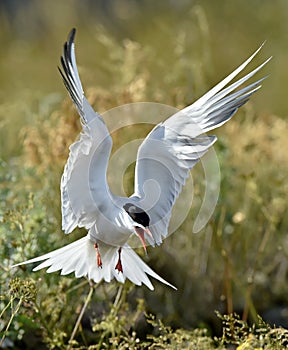 Closeup Portrait of Common Tern (Sterna hirundo) in flight.