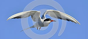 Closeup Portrait of Common Tern (Sterna hirundo) in flight.
