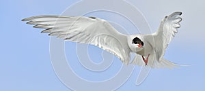 Closeup Portrait of Common Tern (Sterna hirundo) in flight.