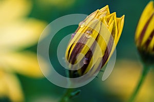 A closeup portrait of a completely closed yellow spannish daisy flower with a few raindrops on it. The water drops are on the