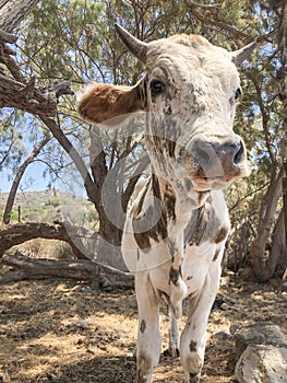 closeup portrait of a cow in a farm