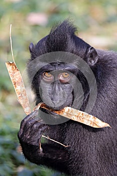 Closeup portrait of Crested Macaque