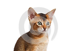 Closeup Portrait Cute Abyssinian Kitten on Isolated White Background