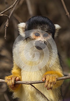 Closeup portrait of cute baby Golden Squirrel Monkey Saimiri sciureus staring at camera from close branch, Bolivia