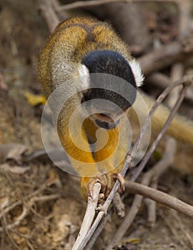 Closeup portrait of cute baby Golden Squirrel Monkey Saimiri sciureus staring at ground from close branch, Bolivia