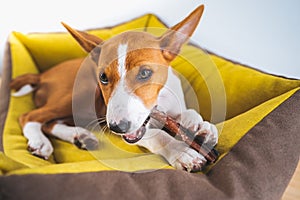 Closeup portrait Cute Basenji puppy dog enjoying his treat in puppy mat at white wall background.