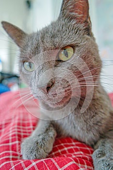 Closeup portrait of a cute domestic cat, grey Russian Blue breed female with greenish eyes, having rest at home in bed with red