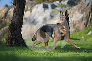 Closeup portrait of a cute german shepherd dog running on the grass
