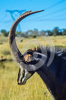 Closeup portrait of a cute and majestic Sable antelope in Johannesburg game reserve South Africa photo