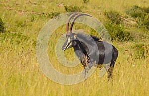 Closeup portrait of a cute and majestic Sable antelope in Johannesburg game reserve South Africa photo