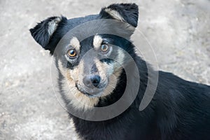 Closeup portrait of cute mongrel dog looking in camera. Adorable black puppy.