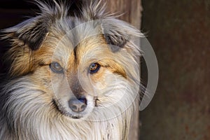 Closeup portrait of cute mutt dog. The muzzle of a mongrel with red hair