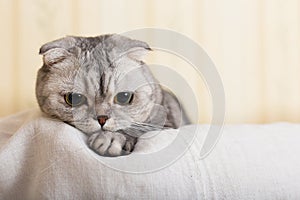 Closeup portrait of a cute scottish fold breed cat in room