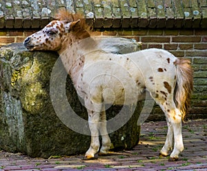 Closeup portrait of a cute small white shetland pony, popular animal specie