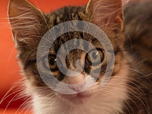 Closeup portrait of cute tabby cat face with whiskers Ecuador