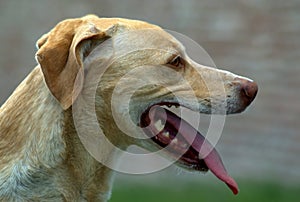 Closeup portrait of dog-1