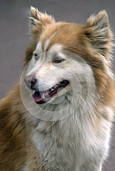Closeup portrait of dog-2