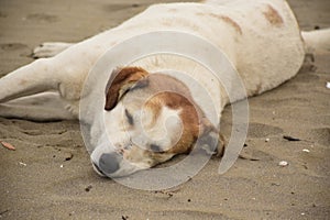 Closeup portrait of dog