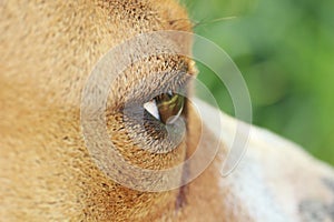 Closeup portrait of a dog focus on the eye