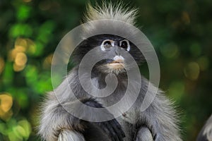 Closeup Portrait of the Dusky Langur Monkey with Amazing Eyes and Wind Shaken Fu