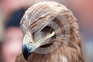 Closeup portrait of an eagles head