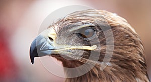 Closeup portrait of an eagles head