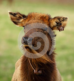 Closeup portrait of an elk with ear tags and radio telemetry collar