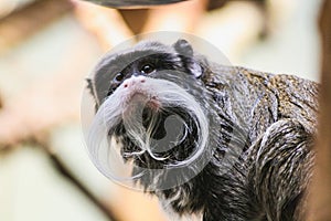 Closeup portrait of an emperor tamarin saguinus imperator