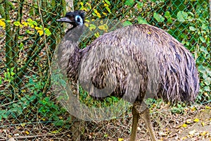Closeup portrait of a emu, tropical flightless bird specie from Australia