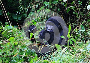 Closeup portrait of endangered adult Silverback Mountain Gorilla Gorilla beringei beringei eating bamboo Volcanoes National Park