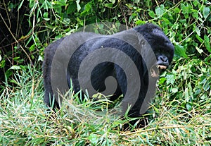 Closeup portrait of endangered adult Silverback Mountain Gorilla Gorilla beringei beringei standing on all fours showing teeth