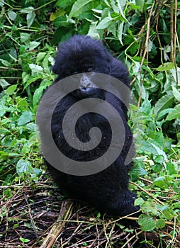 Closeup portrait of an endangered baby Mountain Gorilla Gorilla beringei beringei looking at camera Volcanoes National Park