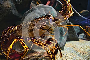 Closeup portrait of a European spiny lobster in a tank