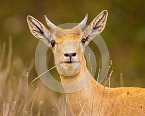 Closeup portrait of exotic Blackbuck Antelope